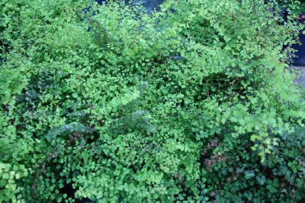 Adiantum Aethiopicum