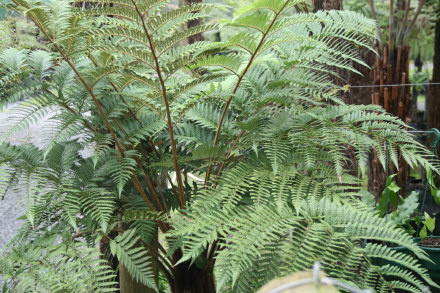 New Zealand Tree Fern