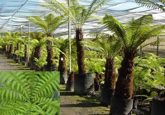Tree ferns growing under shade cloth at the Fronds nursery